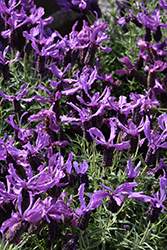 Javelin Forte Deep Purple Lavender (Lavandula stoechas 'Javelin Forte Deep Purple') at Lakeshore Garden Centres