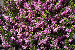 Springwood Pink Heath (Erica carnea 'Springwood Pink') at Lakeshore Garden Centres