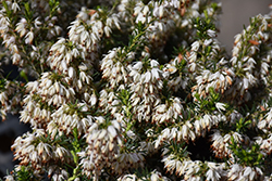 Schneekuppe Heath (Erica carnea 'Schneekuppe') at Lakeshore Garden Centres