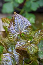 Beesia (Beesia deltophylla) at Lakeshore Garden Centres