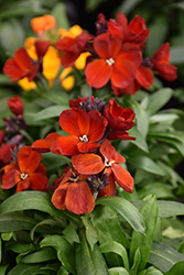 Sugar Rush Red Wallflower (Erysimum 'Sugar Rush Red') at Lakeshore Garden Centres
