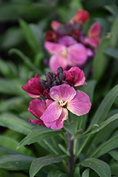 Sugar Rush Purple Bicolor Wallflower (Erysimum 'Sugar Rush Purple Bicolor') at Lakeshore Garden Centres