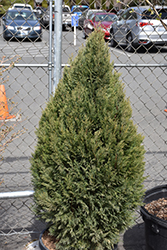 Shorty Leyland Cypress (Cupressocyparis x leylandii 'Shorty') at Lakeshore Garden Centres