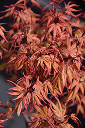 Kurohime Japanese Maple (Acer palmatum 'Kurohime') at Lakeshore Garden Centres