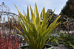 Apricot Queen New Zealand Flax (Phormium tenax 'Apricot Queen') at Lakeshore Garden Centres
