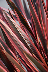 Rainbow Chief New Zealand Flax (Phormium 'Rainbow Chief') at Lakeshore Garden Centres
