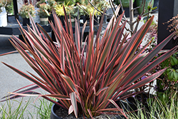 Rainbow Chief New Zealand Flax (Phormium 'Rainbow Chief') at Lakeshore Garden Centres