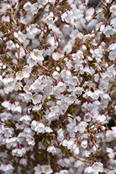 Little Twist Fuji Cherry (Prunus incisa 'CarltonLT') at Lakeshore Garden Centres
