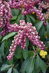 Enchanted Forest Impish Elf Japanese Pieris (Pieris japonica 'Shy') at Lakeshore Garden Centres