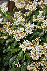 Enchanted Forest River Nymph Lily of the Valley Shrub (Pieris japonica 'River Run') at Lakeshore Garden Centres