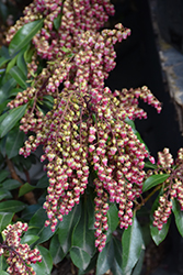 Passion Party Japanese Pieris (Pieris japonica 'Passion') at Lakeshore Garden Centres