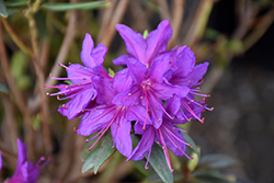 Night Editor Rhododendron (Rhododendron 'Night Editor') at Lakeshore Garden Centres