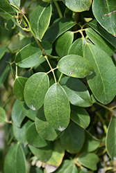 Cathedral Gem Sausage Vine (Holboellia coriacea 'Cathedral Gem') at Lakeshore Garden Centres