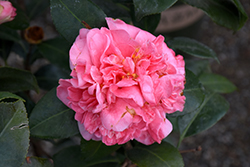 Pink Parade Camellia (Camellia japonica 'Pink Parade') at Lakeshore Garden Centres