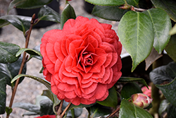 Vestito Rosso Camellia (Camellia japonica 'MonBella') at Lakeshore Garden Centres