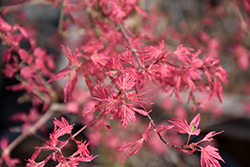 Taylor Japanese Maple (Acer palmatum 'Taylor') at Lakeshore Garden Centres