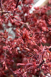 Fireball Japanese Maple (Acer palmatum 'Fireball') at Lakeshore Garden Centres