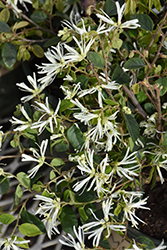Snow Panda Fringeflower (Loropetalum chinense 'Snow Panda') at Lakeshore Garden Centres