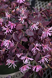 Sizzling Pink Chinese Fringeflower (Loropetalum chinense 'Sizzling Pink') at Lakeshore Garden Centres