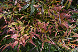 Sunset Nandina (Nandina domestica 'Sunset') at Lakeshore Garden Centres