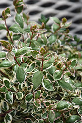 Magic Daydream Abelia (Abelia x grandiflora 'Opstal103') at Lakeshore Garden Centres