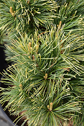 Snow in the Valley Japanese White Pine (Pinus parviflora 'Tamina No Yuki') at Lakeshore Garden Centres