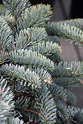 Blue Noble Fir (Abies procera 'Glauca') at Lakeshore Garden Centres
