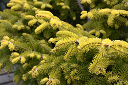 Barabits Star Silver Fir (Abies alba 'Barabits Star') at Lakeshore Garden Centres