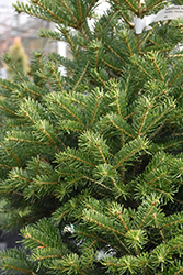 Hupp's Perfect Pillar Nordmann Fir (Abies nordmanniana 'Hupp's Perfect Pillar') at Lakeshore Garden Centres