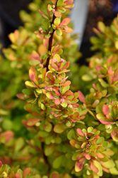 Orange Torch Barberry (Berberis thunbergii 'Orange Torch') at Lakeshore Garden Centres