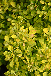 Tiny Gold Barberry (Berberis thunbergii 'Tiny Gold') at Lakeshore Garden Centres