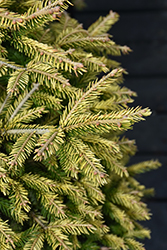 Firefly Golden Spruce (Picea orientalis 'Firefly') at Lakeshore Garden Centres