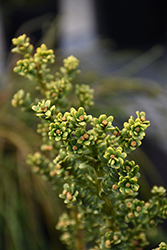 Amersfoort English Yew (Taxus baccata 'Amersfoort') at Lakeshore Garden Centres