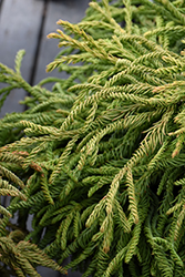 Granny's Ringlets Japanese Cedar (Cryptomeria japonica 'Granny's Ringlets') at Lakeshore Garden Centres