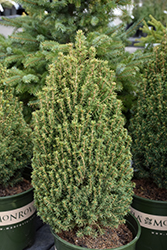 Tiny Tower Dwarf Alberta Spruce (Picea glauca 'MonRon') at Lakeshore Garden Centres