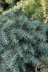 Prostrate Beauty Deodar Cedar (Cedrus deodara 'Prostrate Beauty') at Lakeshore Garden Centres