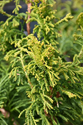 Sunny Swirl Hinoki Falsecypress (Chamaecyparis obtusa 'Sunny Swirl') at Lakeshore Garden Centres