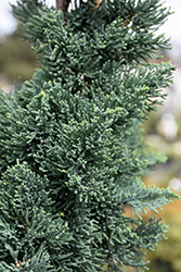 Wissel's Saguaro Lawson Falsecypress (Chamaecyparis lawsoniana 'Wissel's Saguaro') at Lakeshore Garden Centres