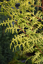 Sunlight Lace Hinoki Falsecypress (Chamaecyparis obtusa 'Sunlight Lace') at Lakeshore Garden Centres