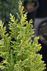 Springtime Lawson Falsecypress (Chamaecyparis lawsoniana 'Springtime') at Lakeshore Garden Centres