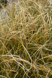 Prairie Fire Sedge (Carex testacea 'Prairie Fire') at Lakeshore Garden Centres