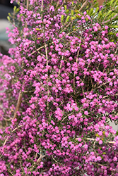 Channelled Heath (Erica canaliculata) at Lakeshore Garden Centres