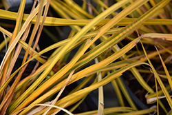 Goldfinger New Zealand Iris (Libertia ixioides 'Goldfinger') at Lakeshore Garden Centres