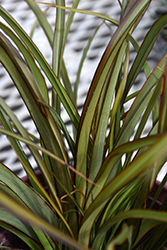 Tom Thumb New Zealand Flax (Phormium tenax 'Tom Thumb') at Lakeshore Garden Centres