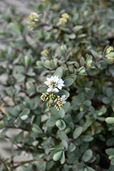 Dwarf Purple Hebe (Hebe anomala 'Purpurea Nana') at Lakeshore Garden Centres