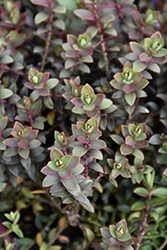 Walter Buccleugh Hebe (Hebe 'Walter Buccleugh') at Lakeshore Garden Centres