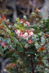 Box Huckleberry (Vaccinium ovatum) at Lakeshore Garden Centres