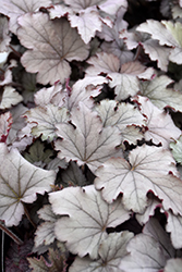 Plum Cascade Foamy Bells (Heucherella 'Plum Cascade') at Lakeshore Garden Centres