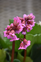 Magic Giant Bergenia (Bergenia 'Magic Giant') at Lakeshore Garden Centres