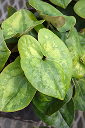 Panda Face Ginger (Asarum splendens 'Panda Face') at Lakeshore Garden Centres